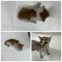 논산시 레몬색&흰색 한국 고양이 수컷