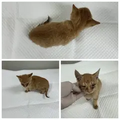 논산시 레몬색&흰색 한국 고양이 암컷