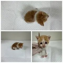 논산시 레몬색&흰색 한국 고양이 수컷