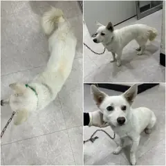 논산시 흰색 믹스견 암컷