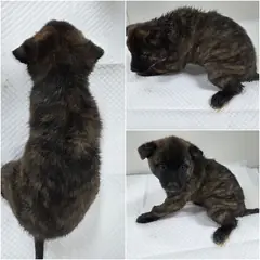 논산시 호반색(호랑이무늬) 믹스견 수컷