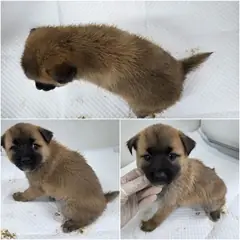 논산시 갈색&검정&흰색 믹스견 수컷