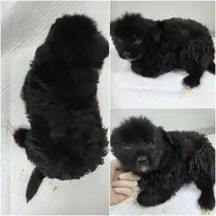 논산시 검정&흰색 믹스견 수컷