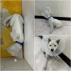 논산시 흰색 믹스견 수컷