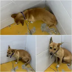 논산시 갈색&흰색 믹스견 암컷