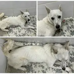 논산시 흰색 믹스견 암컷