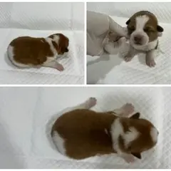 논산시 검정 황갈색&흰색 믹스견 수컷