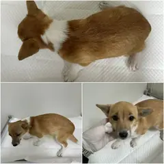 논산시 갈색&흰색 믹스견 수컷