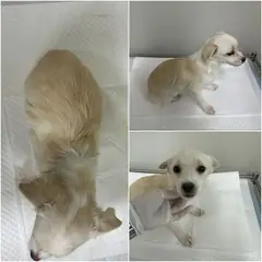 논산시 갈색&흰색 믹스견 수컷