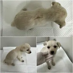 논산시 갈색&흰색 믹스견 암컷