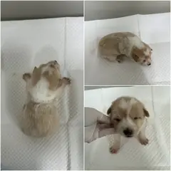 논산시 갈색&흰색 믹스견 암컷