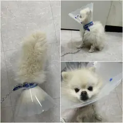 논산시 흰색 포메라니안 수컷
