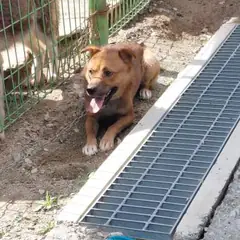 금산군 금갈색 믹스견 암컷