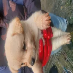 금산군 흰색 믹스견 암컷
