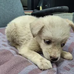 부여군 흰색 믹스견 암컷