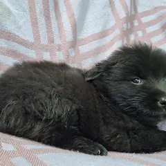 부여군 검정색 믹스견 수컷