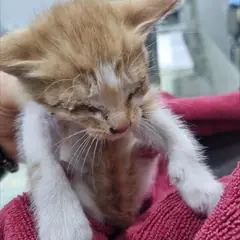 부여군 기타(흰색&갈색) 한국 고양이 수컷