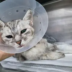 부여군 기타(검정&흰색) 한국 고양이 암컷