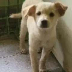 서천군 흰색 믹스견 암컷