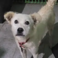 서천군 흰색 믹스견 수컷