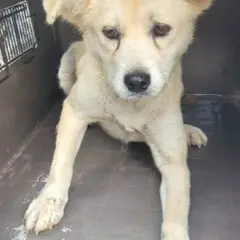 서천군 옅은 황색 믹스견 암컷