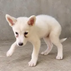 청양군 흰색 믹스견 수컷