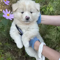 청양군 레몬색&흰색 믹스견 암컷