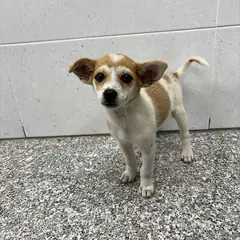 홍성군 흰색 믹스견 암컷