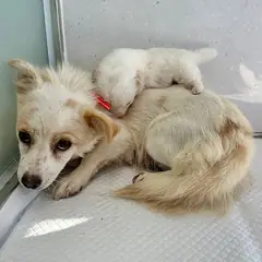 홍성군 갈색&흰색 믹스견 암컷