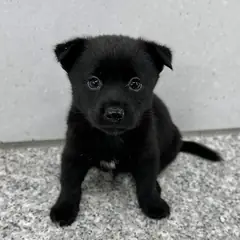 홍성군 검정색 믹스견 수컷