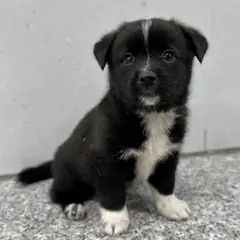 홍성군 검정색 믹스견 수컷