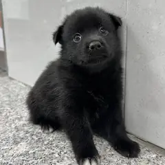홍성군 검정색 믹스견 수컷