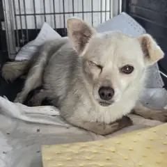 예산군 흰색 믹스견 암컷