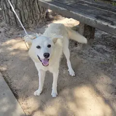 예산군 흰색 믹스견 암컷