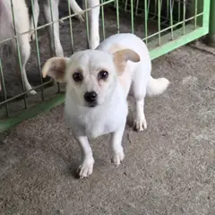 예산군 흰색 믹스견 암컷