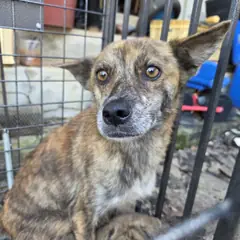 예산군 호반색&흰색 믹스견 암컷