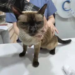 예산군 크림색/암갈색 말단 샴 암컷