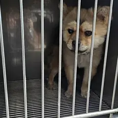 태안군 황갈색 믹스견 수컷
