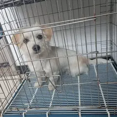 태안군 흰색&황갈색 믹스견 암컷