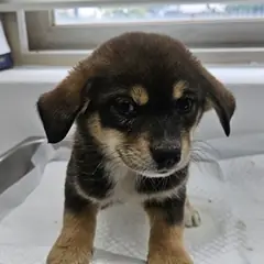 태안군 검정&황갈색 믹스견 수컷