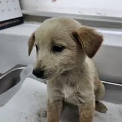 태안군 흰색 믹스견 암컷