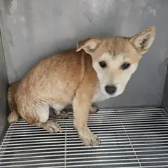태안군 황갈색 믹스견 수컷