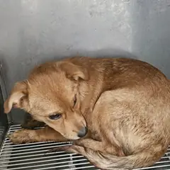 태안군 황갈색 믹스견 암컷
