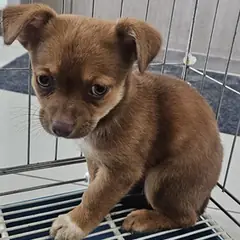 태안군 황갈색 믹스견 수컷