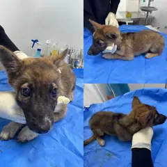 당진시 갈색&검정 믹스견 암컷