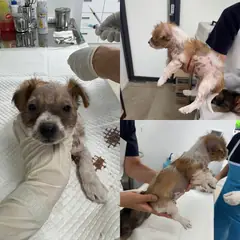 당진시 검정 황갈색&흰색 믹스견 수컷