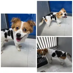 당진시 갈색&검정&흰색 믹스견 수컷