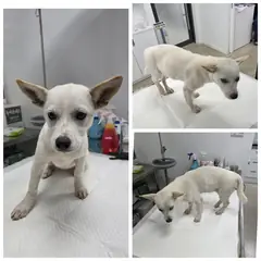 당진시 흰색 믹스견 암컷