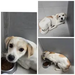 당진시 갈색&흰색 믹스견 수컷
