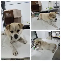 당진시 갈색&흰색 믹스견 수컷